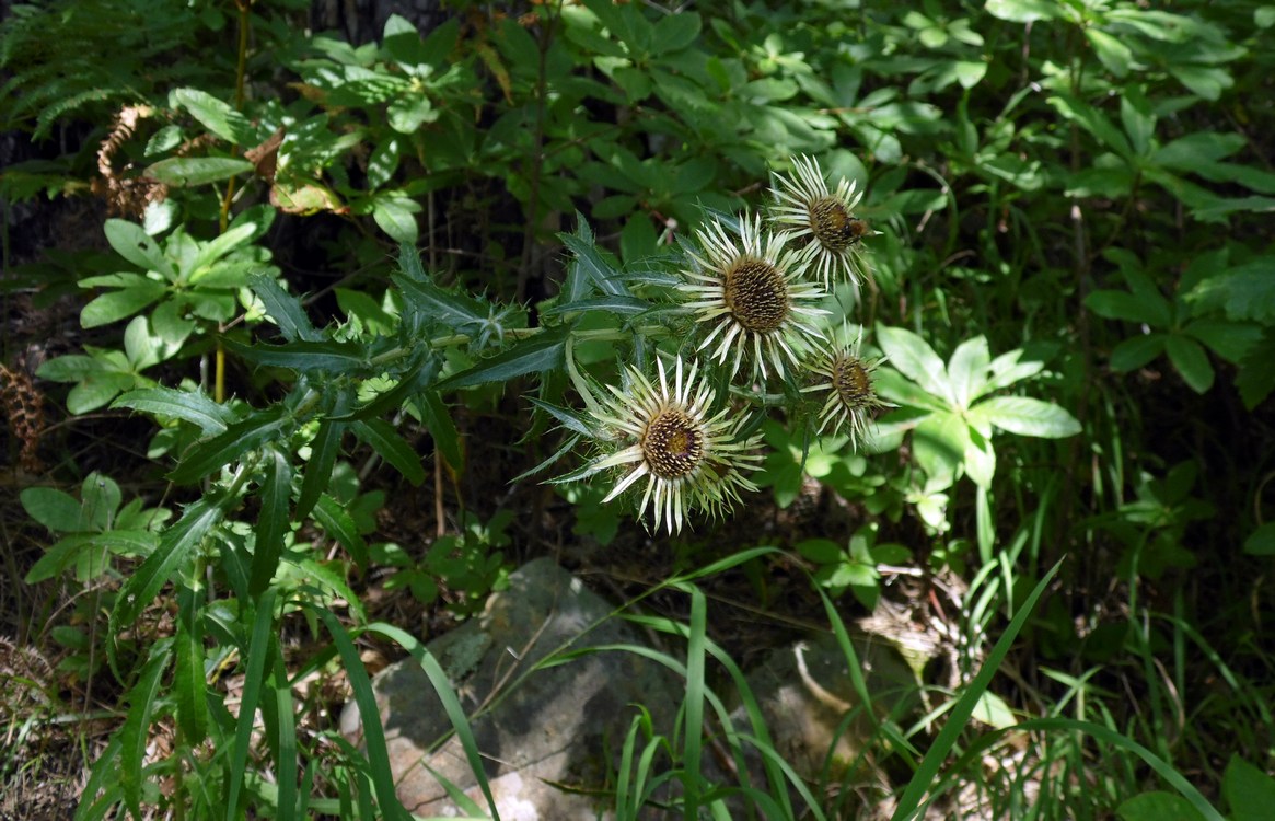 Изображение особи Carlina biebersteinii.