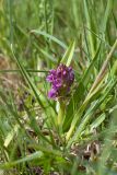 Dactylorhiza incarnata