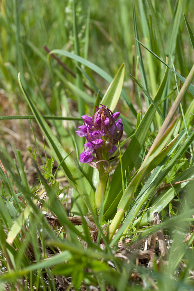 Изображение особи Dactylorhiza incarnata.