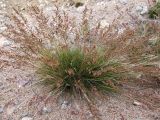 Festuca ovina. Плодоносящее растение. Кольский п-ов, Восточный Мурман, Дальние Зеленцы, антропогенная пустошь. 06.08.2009.