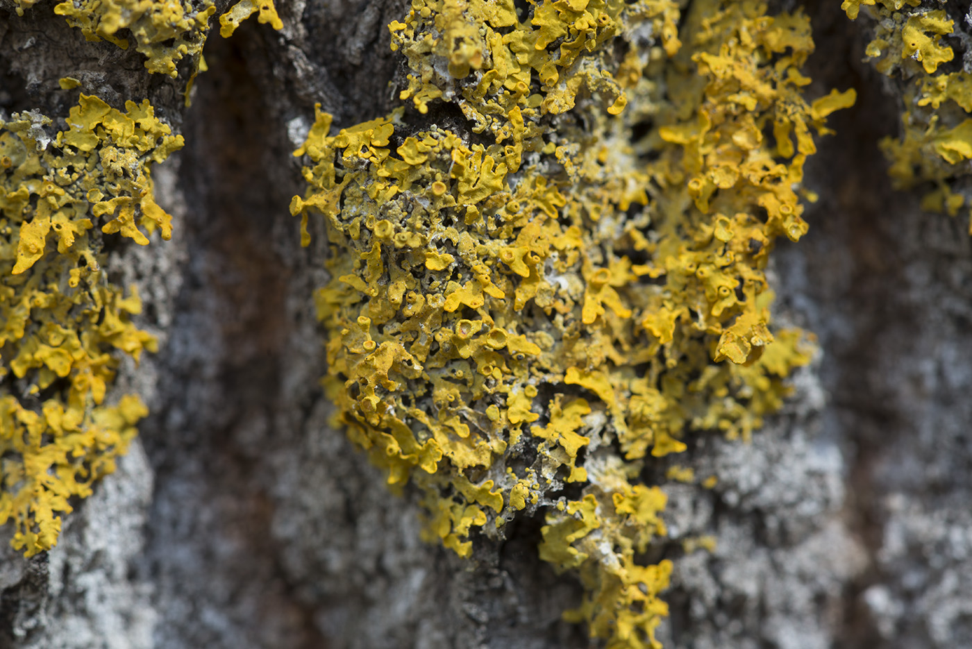 Изображение особи Xanthoria parietina.