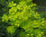 Euphorbia iberica