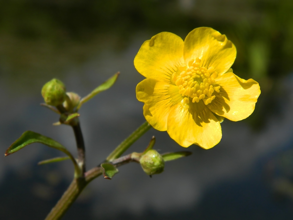 Изображение особи Ranunculus repens.