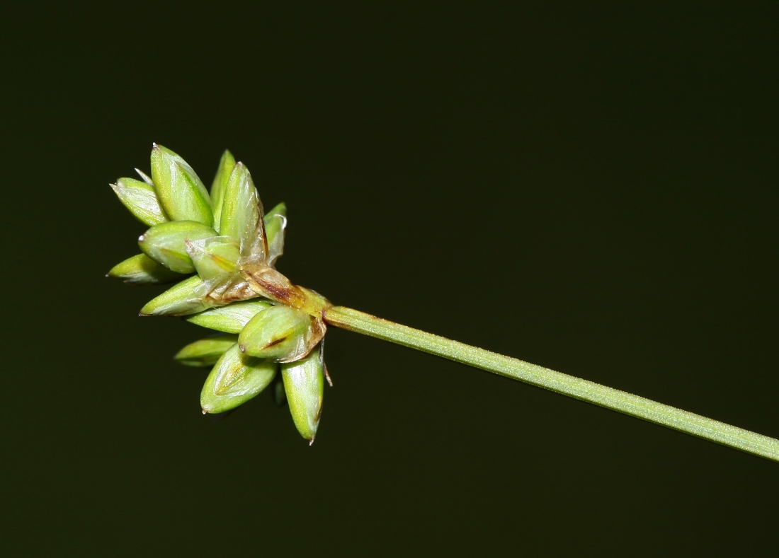 Изображение особи Carex tenuiflora.
