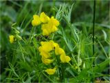 Lathyrus pratensis. Верхушка растения с соцветиями. Украина, Ивано-Франковская обл., Долинский р-н, Шевченковский сельсовет, окр. с. Мысливка, на лугу среди кустарниковых насаждений. 07.07.2017.