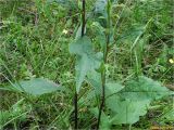 Solidago virgaurea