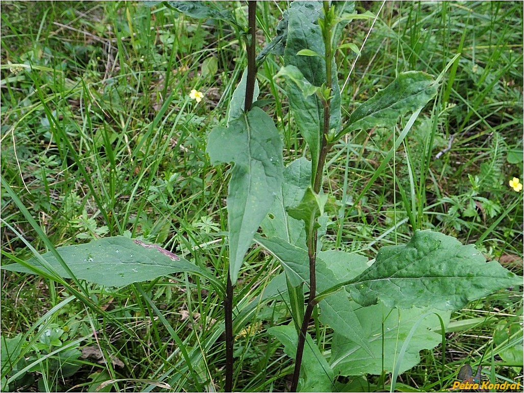 Изображение особи Solidago virgaurea.