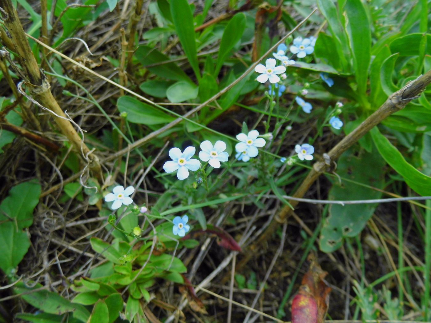 Изображение особи Eritrichium pectinatum.