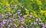 Gypsophila paniculata