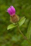 Centaurea pseudophrygia. Распускающееся соцветие. Северный Урал, Пермский край, окр. дер. Ванькова, правый берег р. Язьва, луг. 19 августа 2017 г.