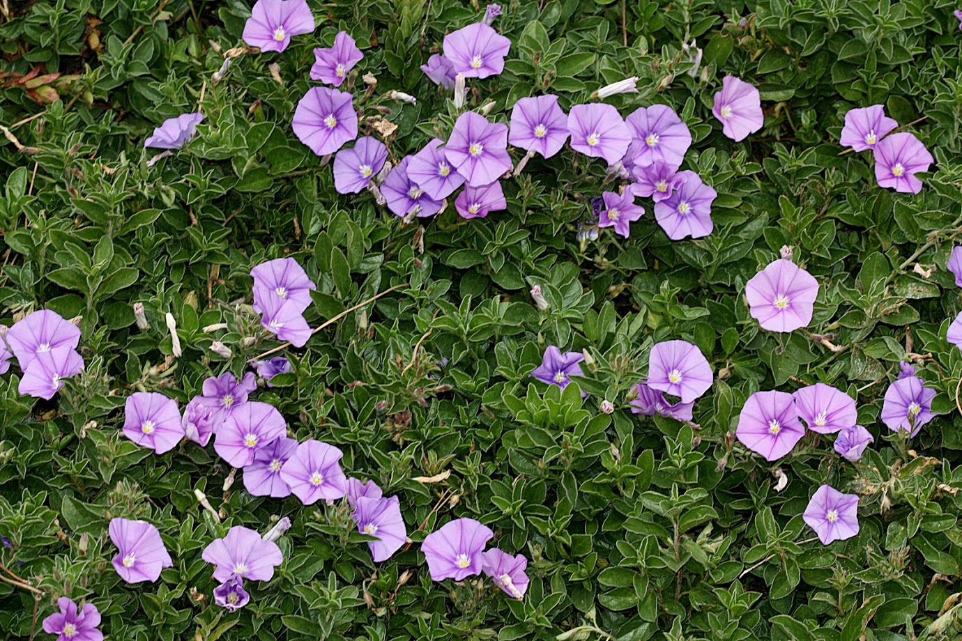 Изображение особи Convolvulus sabatius ssp. mauritanicus.