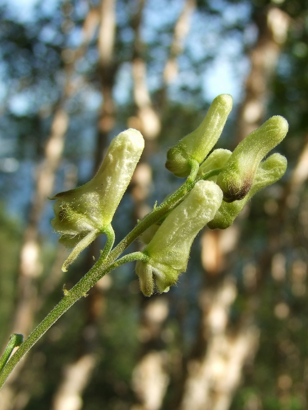 Изображение особи Aconitum ajanense.