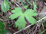 Ranunculus propinquus