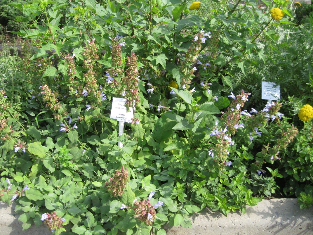 Изображение особи Salvia tomentosa.