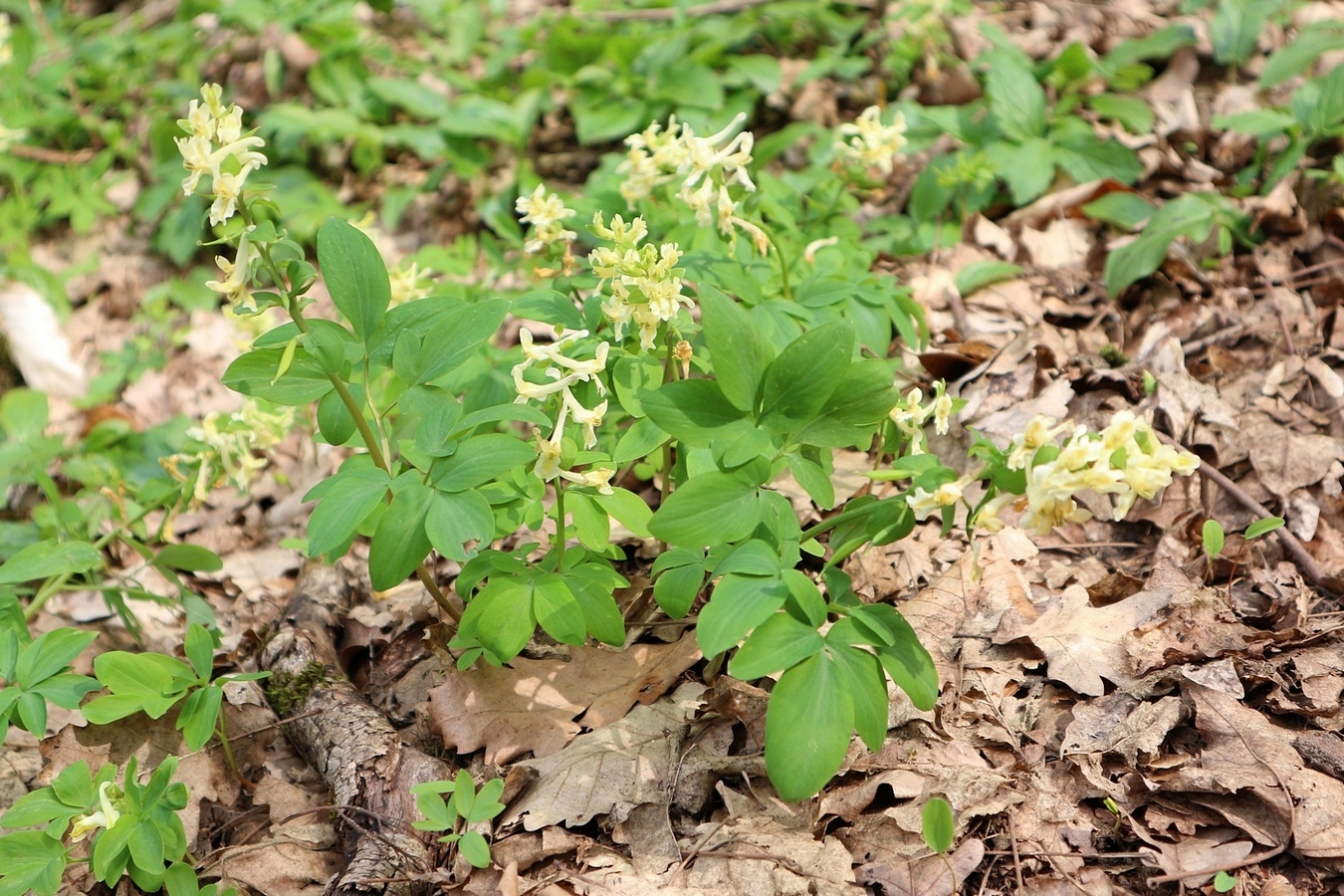 Изображение особи Corydalis marschalliana.