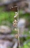 Goodyera repens. Сухое прошлогоднее осыпавшееся соплодие. Псковская обл., Пустошкинский р-н, зеленомошный сосновый лес с чернично-брусничным подлеском. 28.07.2019.