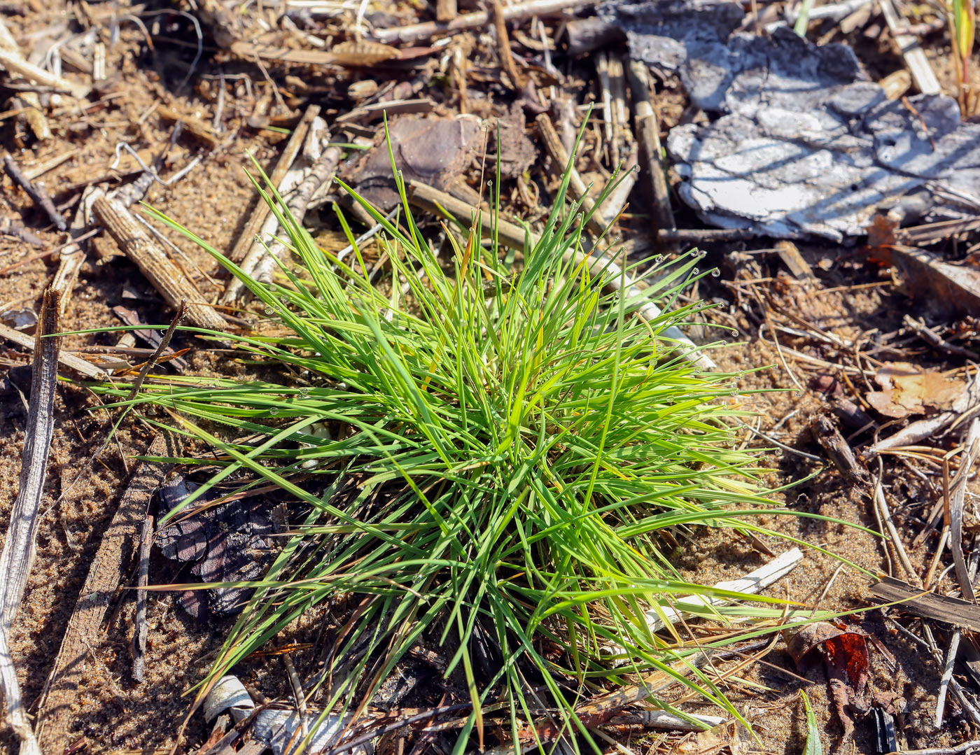 Изображение особи семейство Poaceae.