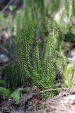 Lycopodium annotinum