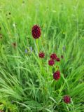 Sanguisorba officinalis