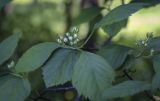 Crataegus разновидность rotundifolia