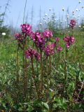 Pedicularis nasuta