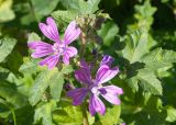 Malva sylvestris