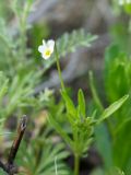 Viola arvensis. Верхушка растения с цветком. ДНР, окраина г. Донецк, левый склон балки Мацутиной, степь. 13.06.2021.