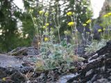 Potentilla arenosa