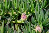 Carpobrotus edulis. Побег с отцветающим цветком. Египет, мухафаза Каир, г. Каир, в культуре. 08.05.2023.