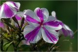 Phlox paniculata