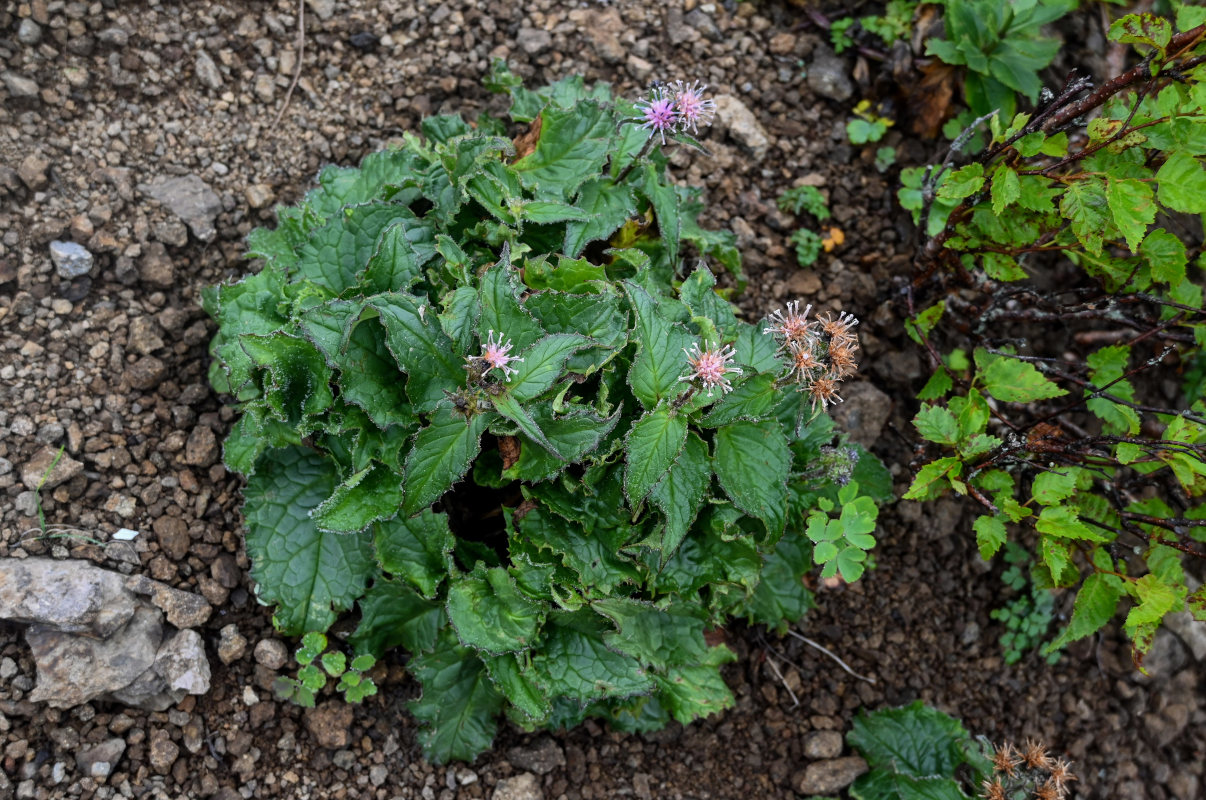 Изображение особи Saussurea nupuripoensis.