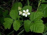 Rubus caesius