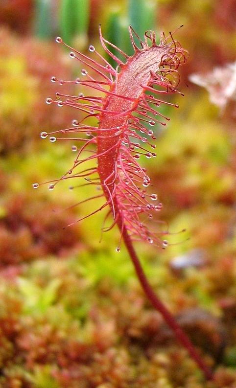 Изображение особи Drosera anglica.