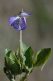 Viola rupestris