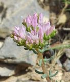 Pseudosedum longidentatum