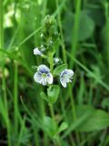 Veronica serpyllifolia. Верхушка цветущего растения. Окрестности Смоленска. 24.05.2011.