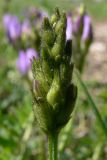 Astragalus agrestis. Начинающее расцветать соцветие. Свердловская обл., окр. г. Североуральск, р-н известнякового карьера, открытое пространство в сосново-еловом лесу, глинисто-щебнистый грунт. 15.06.2011.