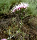 Acanthophyllum subglabrum. Верхушка побега с соцветием. Копетдаг, Чули. Май 2011 г.