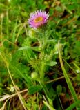 Erigeron alpinus