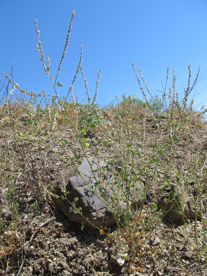 Изображение особи Melilotus tauricus.