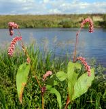 Persicaria lapathifolia