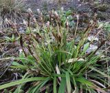 Carex digitata