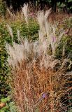 Miscanthus sinensis