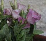 Eustoma grandiflorum