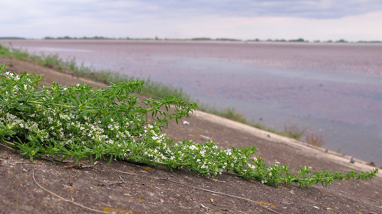 Изображение особи Galium humifusum.