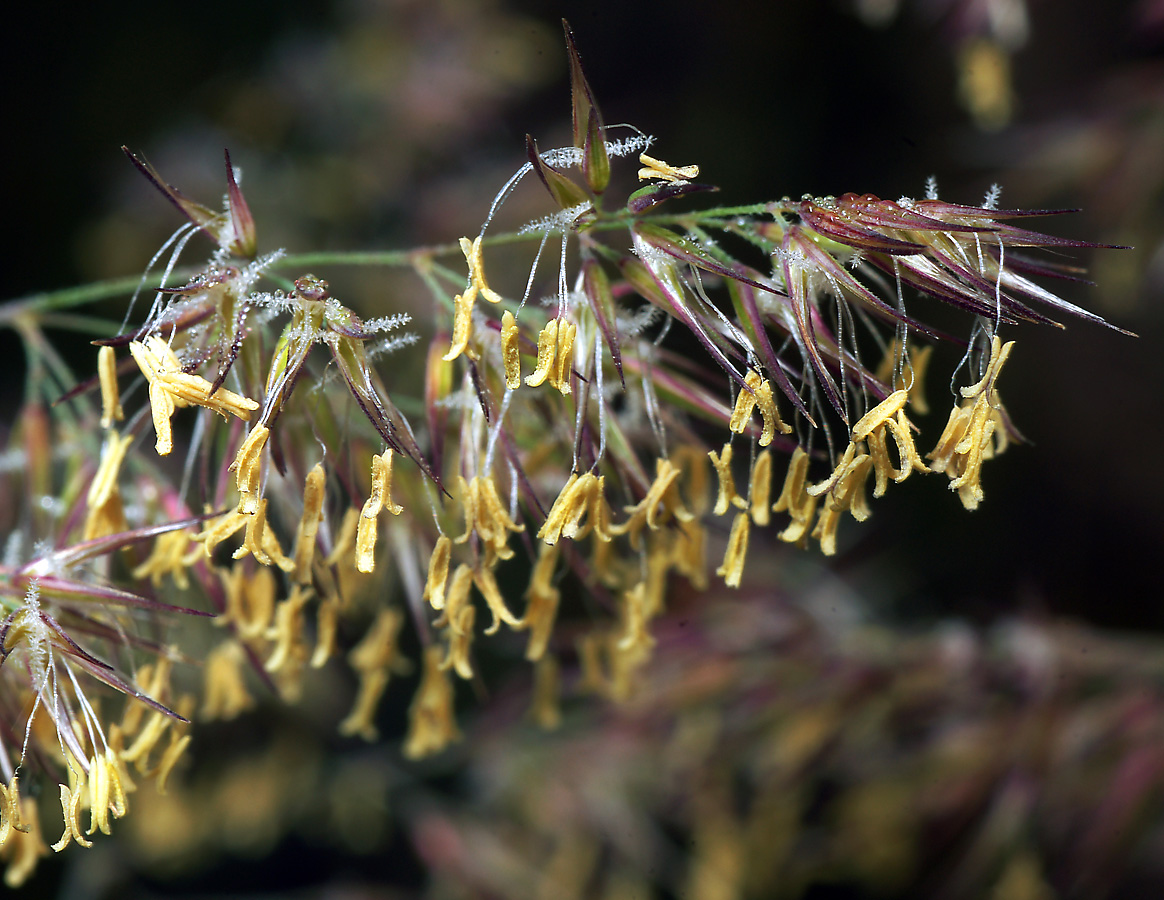 Изображение особи Calamagrostis epigeios.