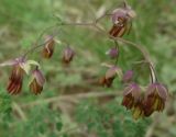 Thalictrum foetidum