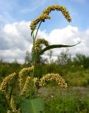 род Persicaria. Верхушка плодоносящего растения. Хабаровский край, Ванинский р-н, окр. пос. Высокогорный. 23.08.2013.