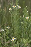 Anthemis cotula