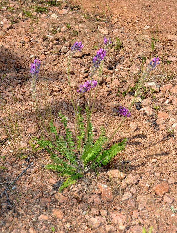 Изображение особи Oxytropis campanulata.